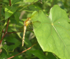 Sympetrum striolatum imitoides