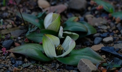 Colchicum coloratum burchellii