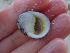 Nerita polita