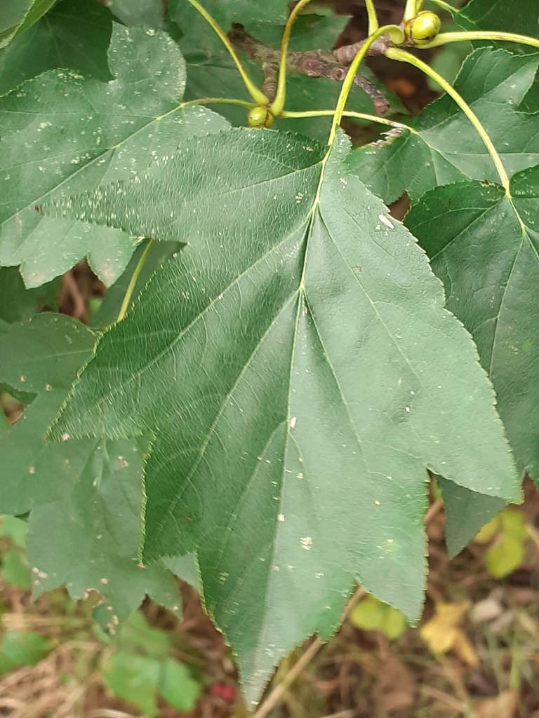 Wild Servicetree from Bromley BR1, UK on September 30, 2020 at 0149