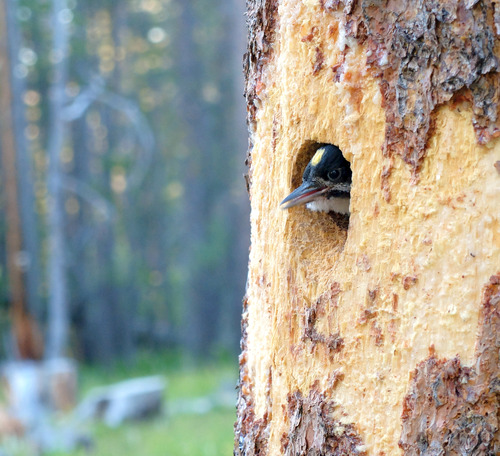 iNaturalist observation photo of Black-backed Woodpecker