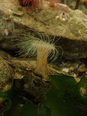 Sagartiogeton undatus