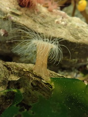 Sagartiogeton undatus
