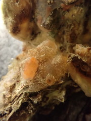 Ascidiella aspersa