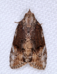 Etanna clopaea