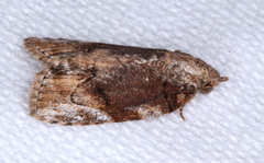 Etanna clopaea
