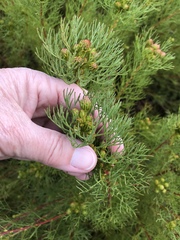 Serruria foeniculacea