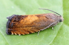 Pammene aurita