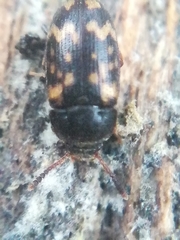 Mycetophagus