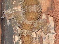 Hemidactylus kangerensis
