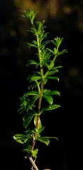 Galium tomentosum