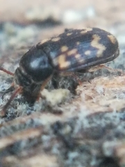 Mycetophagus