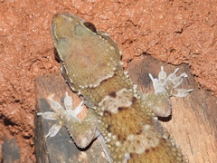 Hemidactylus kangerensis