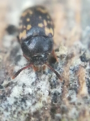 Mycetophagus