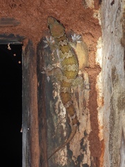 Hemidactylus kangerensis
