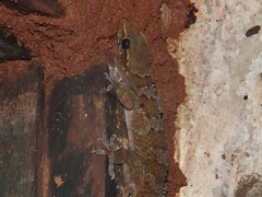 Hemidactylus kangerensis