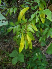 Dalbergia bracteolata image