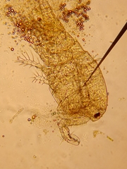 Diacyclops bicuspidatus