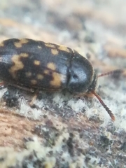 Mycetophagus