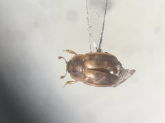 Epuraea peltoides
