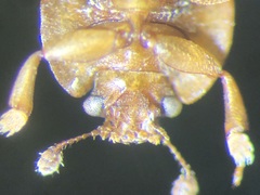 Epuraea peltoides