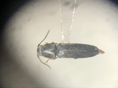 Dromaeolus cylindricollis