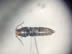 Dromaeolus cylindricollis