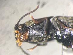 Dromaeolus cylindricollis