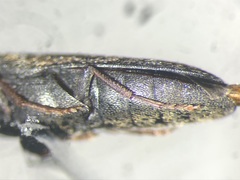 Dromaeolus cylindricollis