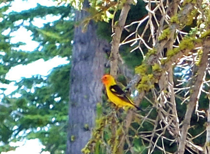 iNaturalist observation photo of Western Tanager