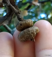 Heteroecus sanctaeclarae