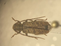 Eupogonius pauper