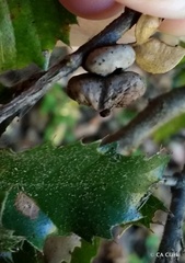 Heteroecus sanctaeclarae