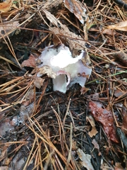 Russula