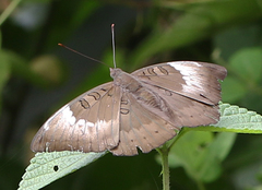 Euthalia aconthea meridionalis