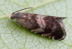 Strophedra nitidana