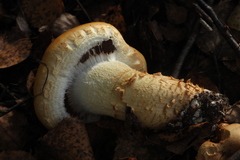 Cortinarius triumphans