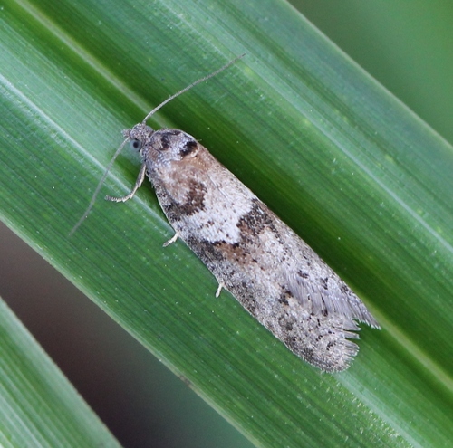 Tortricodes alternella