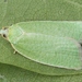 Green Oak Tortrix - Photo (c) Marie Lou Legrand, some rights reserved (CC BY-NC), uploaded by Marie Lou Legrand