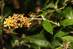 Buddleja weyeriana