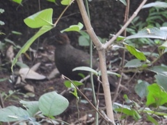 Galloperdix lunulata