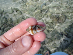 Gibberulus gibberulus