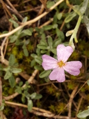 Malcolmia littorea