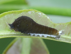 Graphium doson eleius