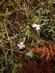 Malcolmia littorea
