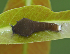 Graphium doson eleius