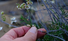 Pharnaceum aurantium