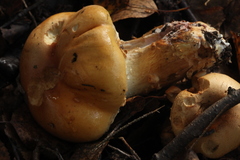 Cortinarius triumphans