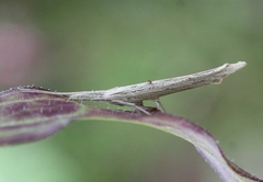 Ypsolopha mucronella