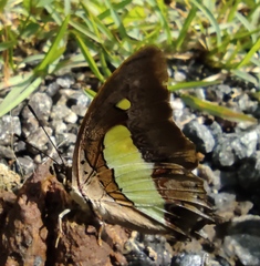 Polyura